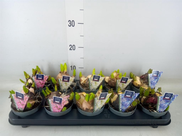 <h4>Hyacinthus orie. 'Multifl' ..mix 3</h4>
