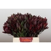 Leucadendron Saf Sunset Dark R.