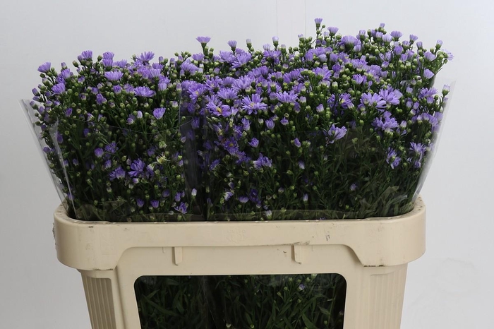 <h4>Aster Cassandra</h4>