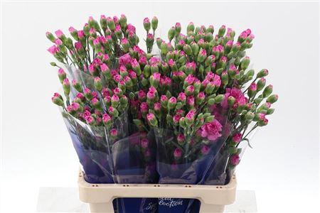 <h4>Di Tr Lilac Melissa</h4>