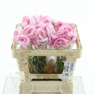 Ran Su Sr Hanoi Pink