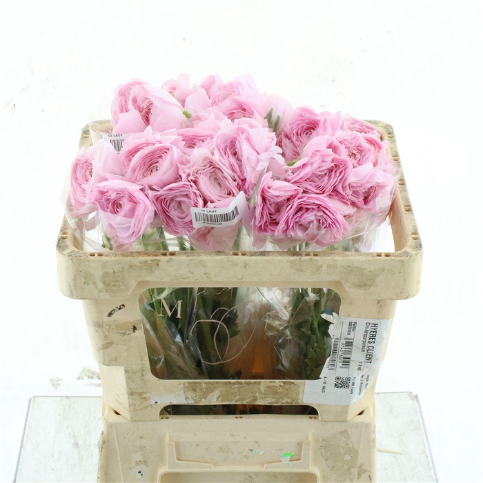 <h4>Ran Su Sr Hanoi Pink</h4>
