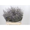 Limonium ov Misty Blue