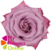 R Gr Moody Blues! Lavander 50cm EC