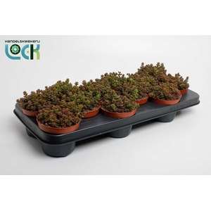 Sedum Sthalii
