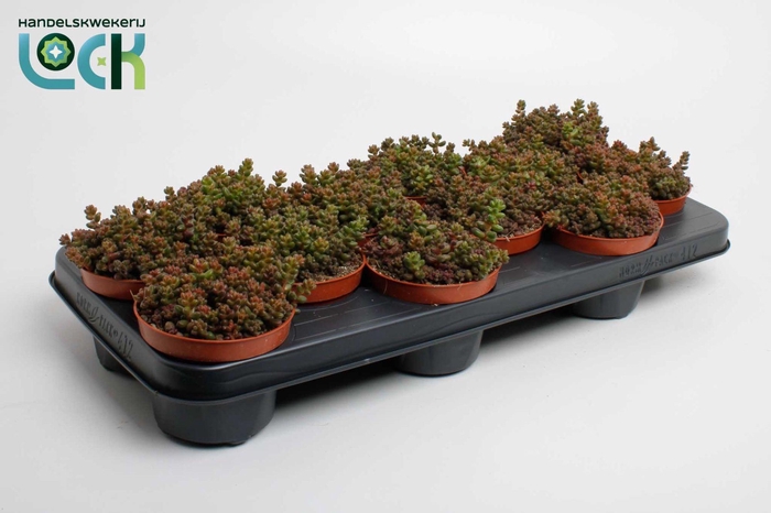 <h4>Sedum Sthalii</h4>