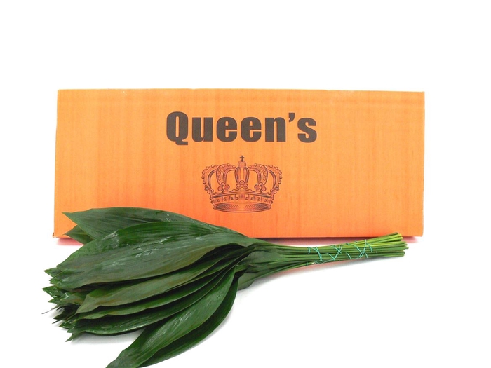 <h4>Aspidistra 100 Queens</h4>