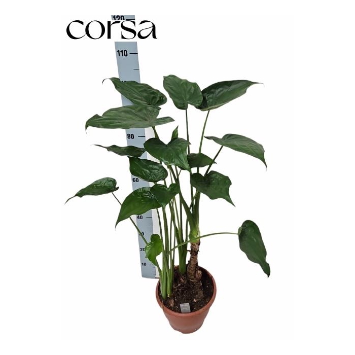 <h4>ALOC CUCULLATA</h4>