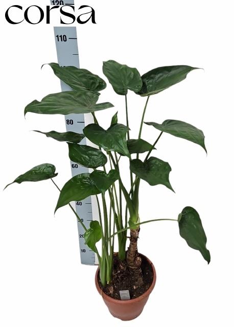 <h4>ALOC CUCULLATA</h4>