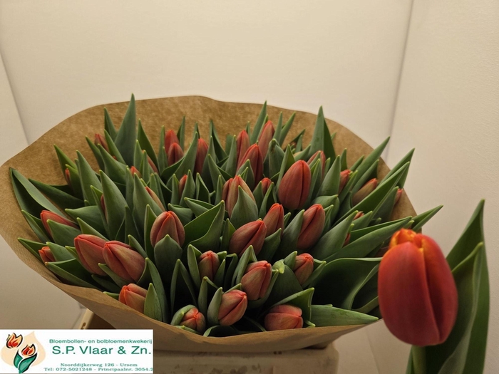 <h4>TU EN POWER PLAY</h4>