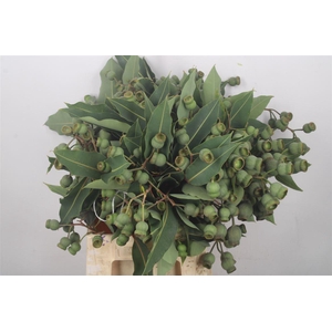 Euc Robusta Bells Per Bunch