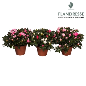 Azalea Flandresse® 'carnaval' 22-25 cm