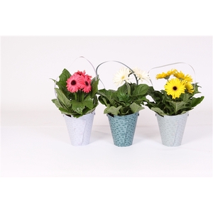 Gerbera belicht 2+bl in draagtas 3 ass.