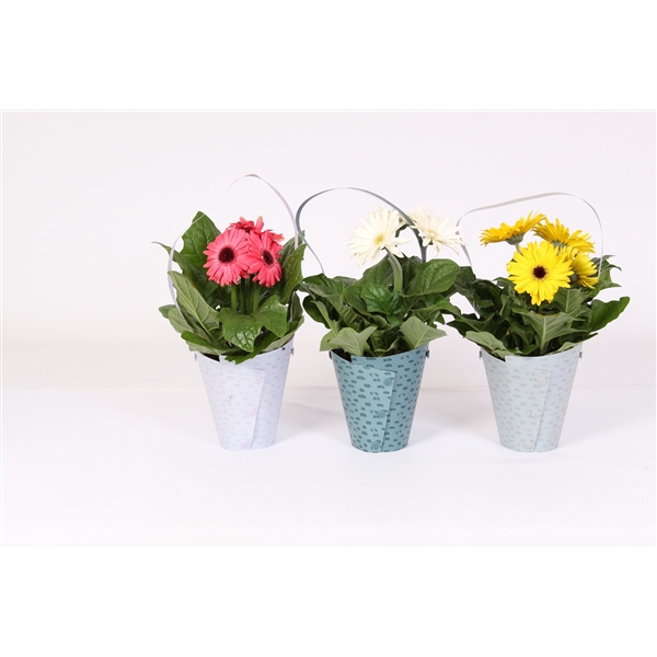 <h4>Gerbera belicht 2+bl in draagtas 3 ass.</h4>