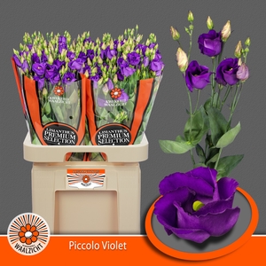 EUS E PICCO VIOLET