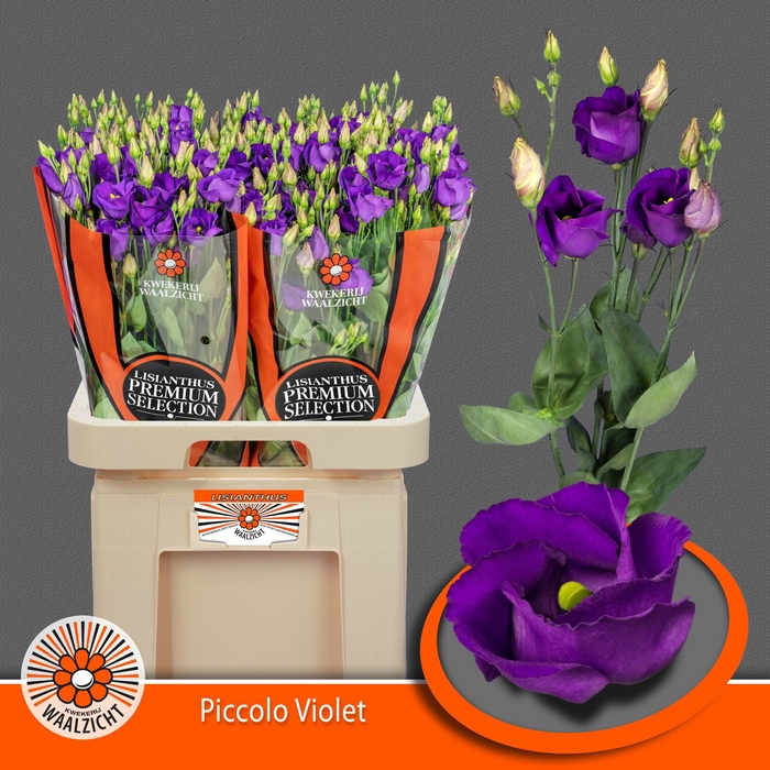 <h4>EUS E PICCO VIOLET</h4>