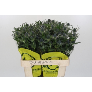 Eryngium Magical Blue Lagoon