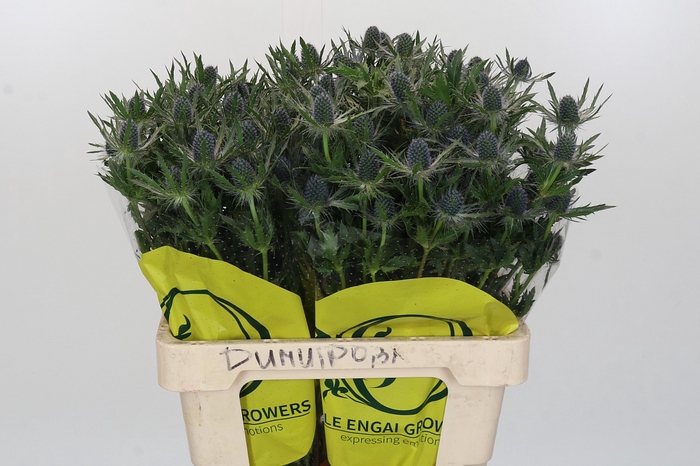 <h4>Eryngium Magical Blue Lagoon</h4>
