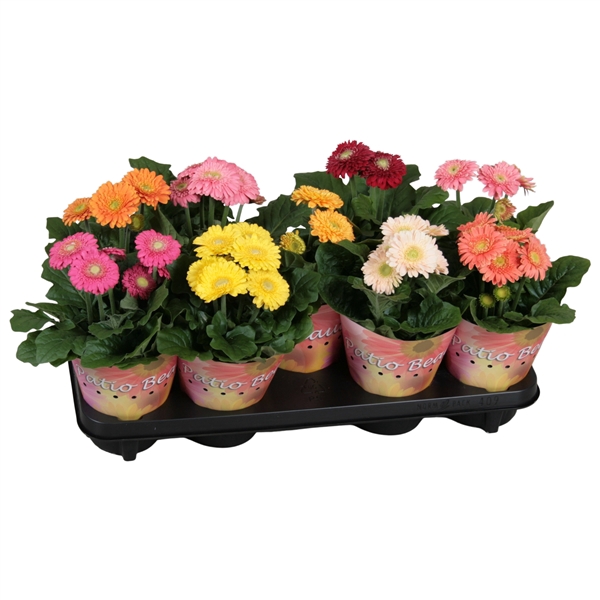 <h4>Gerbera Sundayz 12cm dubbelbloemig potcover</h4>