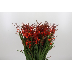 Crocosmia Klbl Red King