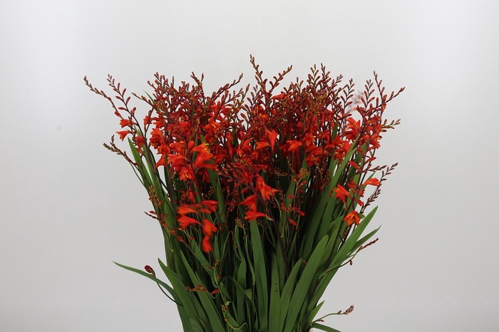 <h4>Crocosmia Klbl Red King</h4>