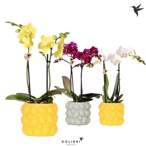 Kolibri Orchids Phalaenopsis mix 2 spike in Citrus pot mix