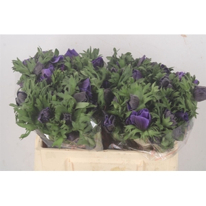 Anemone Galil Blue