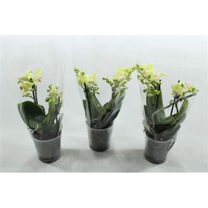 O.k.creme Mini Phal 2/3 Tak A2