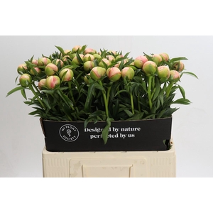 Paeonia Coral Yellow