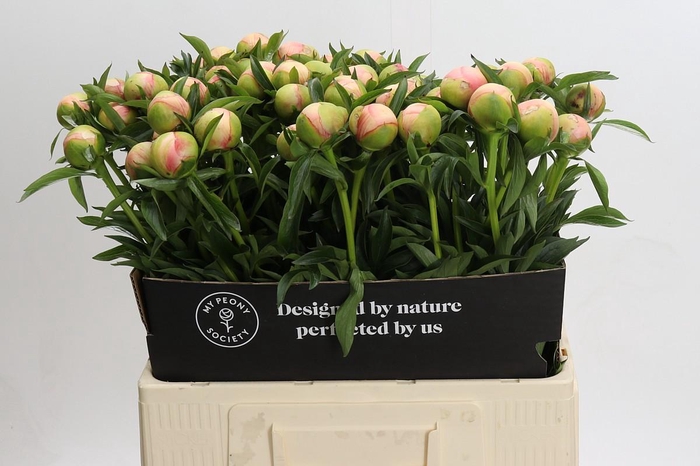 <h4>Paeonia Coral Yellow</h4>