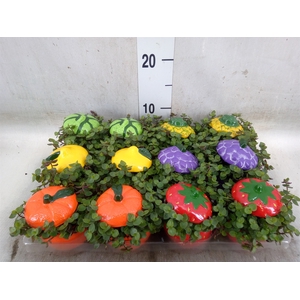 Arr.   Kamerplant Groen L%