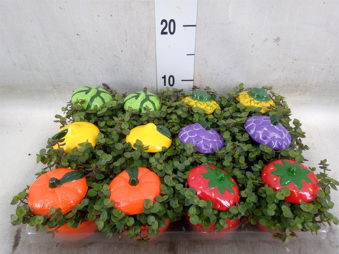 <h4>Arr.   Kamerplant Groen L%</h4>
