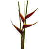 HELICONIA STRICTA TAGAM