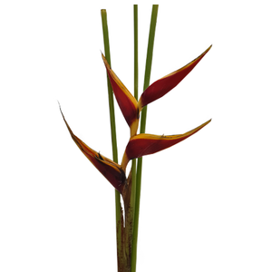 HELICONIA STRICTA TAGAM