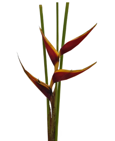 HELICONIA STRICTA TAGAM