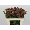 Ranunculus Magical Raspberry