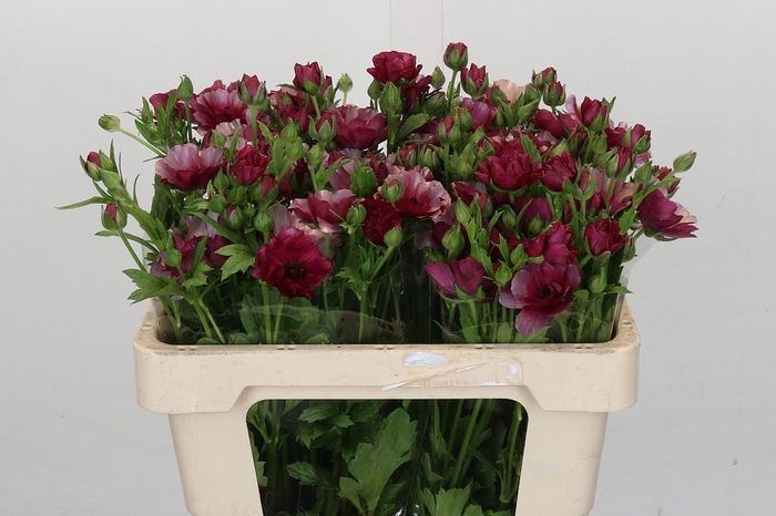 <h4>Ranunculus Magical Raspberry</h4>