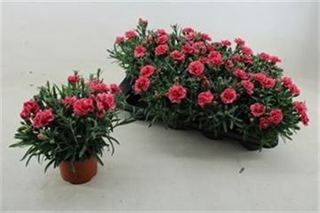 Dian Caryophyllus