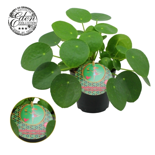 <h4>Pilea Peperomioides 12cm Duits etiket</h4>