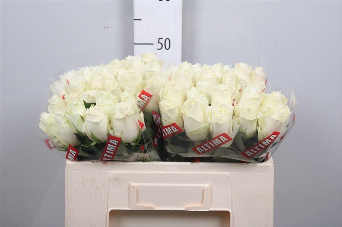 <h4>R Gr Albatros</h4>