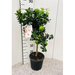 Citrus aureantium Chinotto