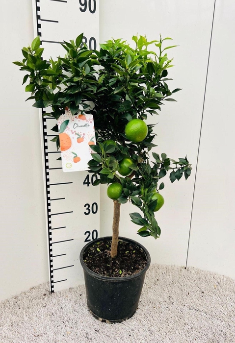 <h4>Citrus aureantium Chinotto</h4>