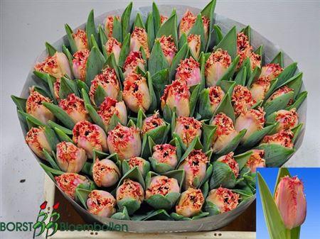 <h4>Tu Fr Murcia</h4>