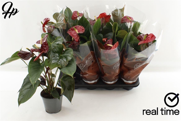 <h4>Anthurium (Andreanum Grp) Floriclone Tranquillo</h4>
