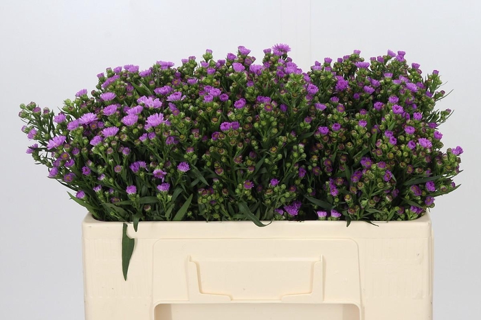 <h4>Aster Painted Lady</h4>
