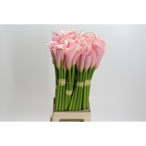Zantedeschia Eydolls Pink
