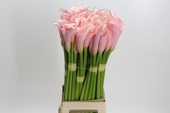 <h4>Zantedeschia Eydolls Pink</h4>