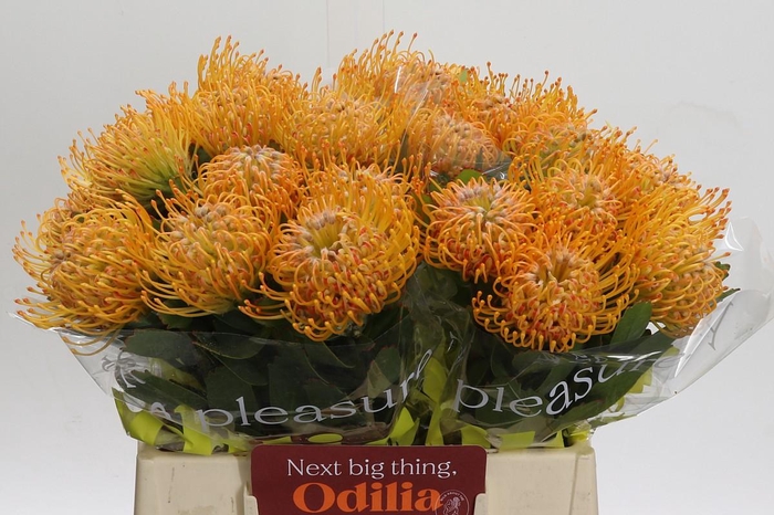 <h4>Nutans Soleil</h4>