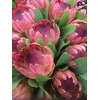 PROTEA SYLVIA
