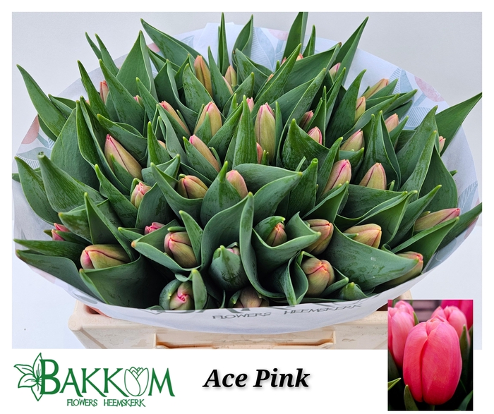 <h4>TU EN ACE PINK</h4>